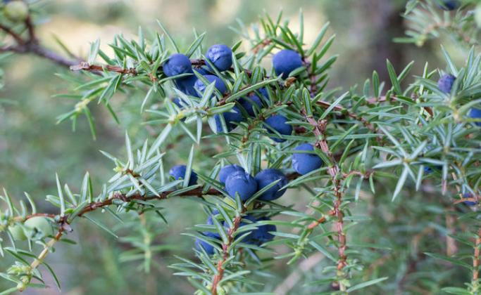 Juniper berry essential oil